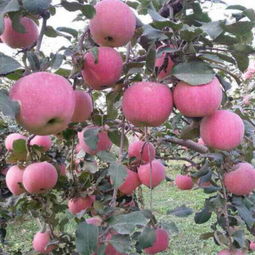 山東省日照市莒縣騰達(dá)農(nóng)產(chǎn)品公司 優(yōu)質(zhì)食用農(nóng)產(chǎn)品批發(fā)供應(yīng)商，價(jià)格優(yōu)勢盡顯